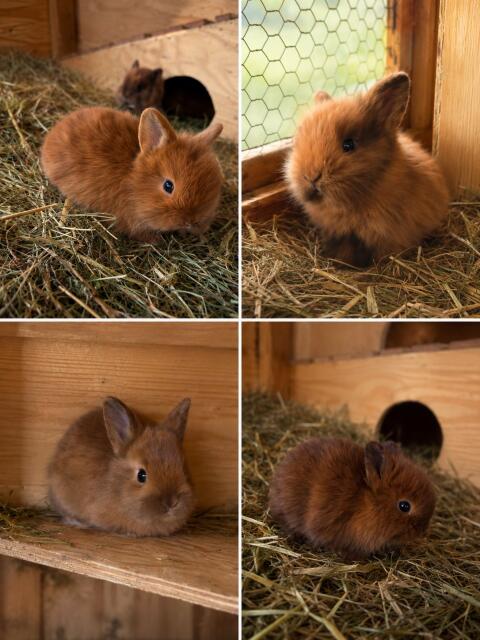 Kaninchenbabys