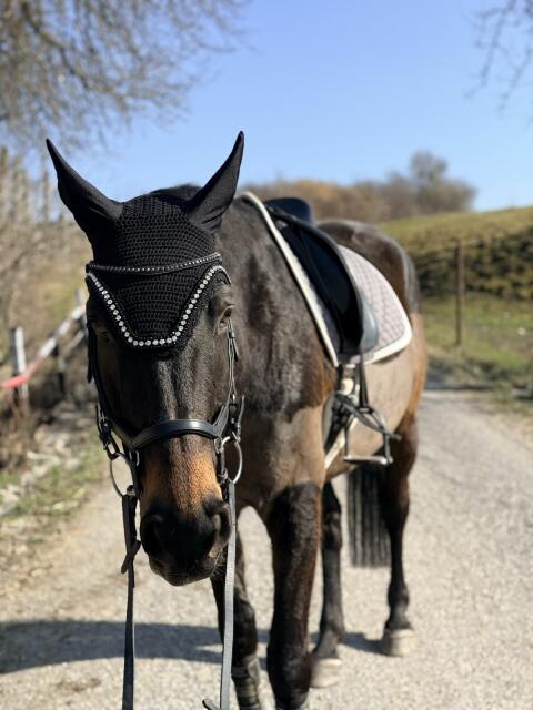 Hübscher 13-jähriger Warmblutwallach