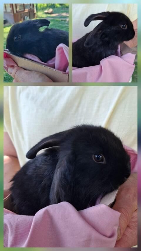 Zwergkaninchenbabys