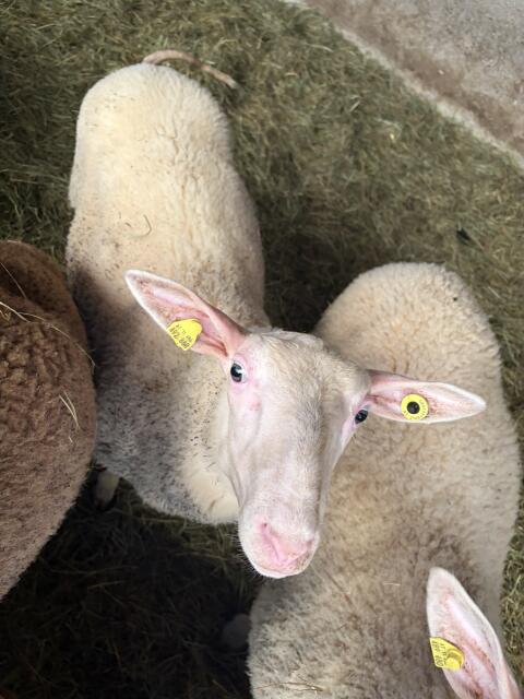 Ostfriesischer Milchschafbock