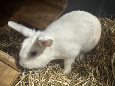 Weiblicher Hase zu verkaufen