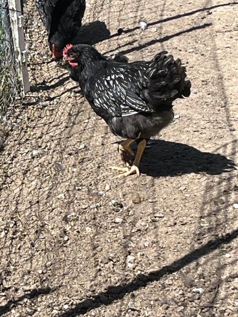 Barnevelder Junghähne