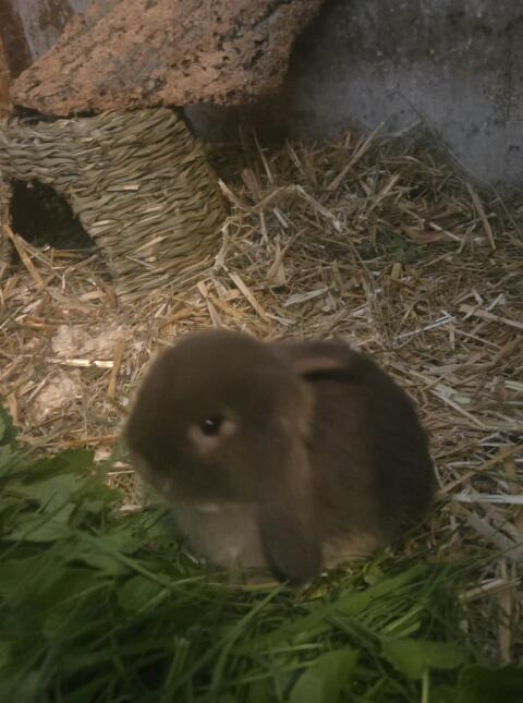Zwergwidderkaninchen Minilops