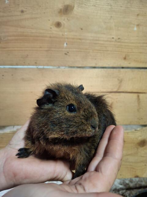 3 Meerschweinchenmädels suchen liebevolles Zuhause