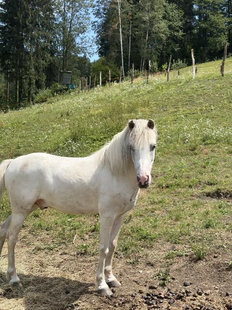 Reitpferd