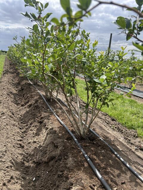 Heidelbeeren Pflanzen