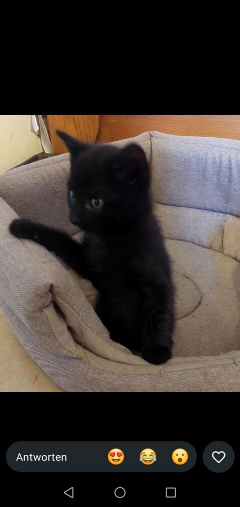 Babykatze