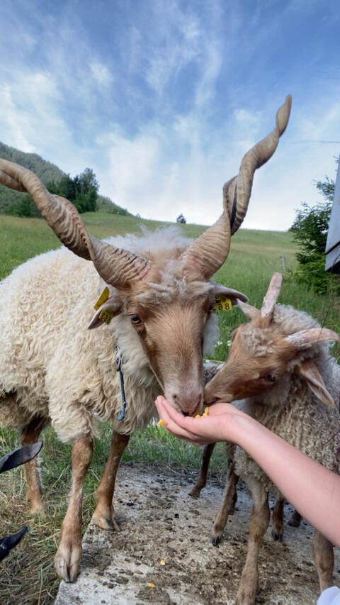 Zackelschaf-Widder zum Tausch