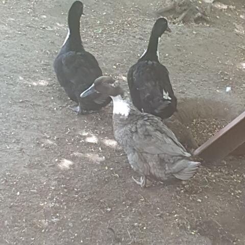 Hausenten