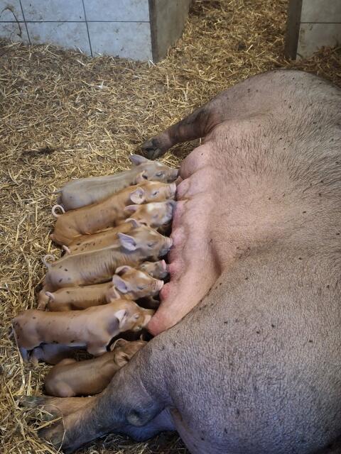 Duroc×Pietrain Ferkel
