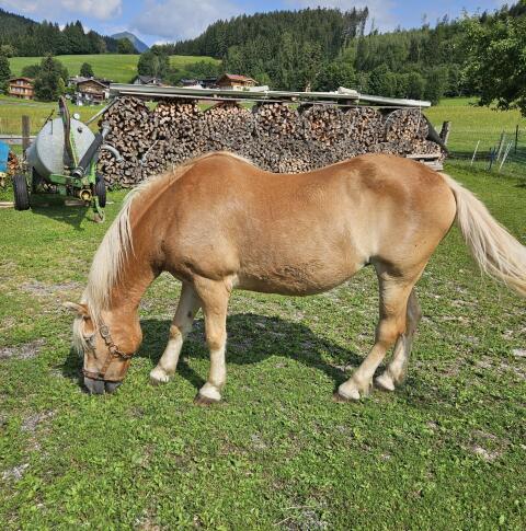 Schlachtpferd Haflinger