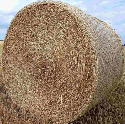 Bio-Strohballen Roggen, Triticale