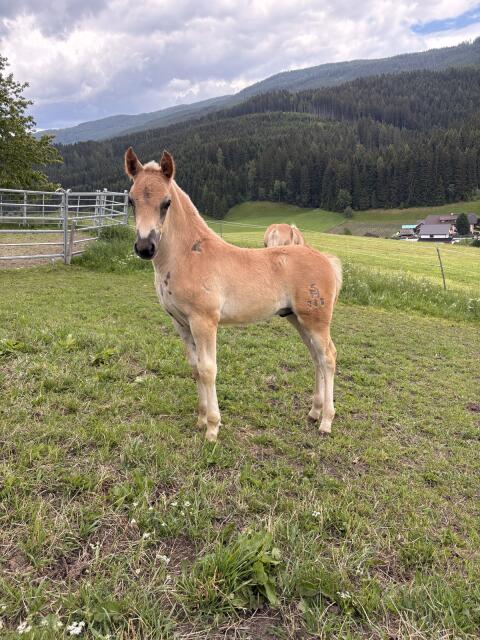 Haflinger Hengstfohlen Sigi