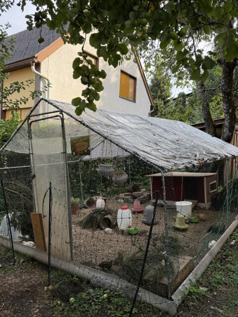 Wachteln