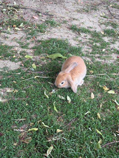 Zwergkaninchen