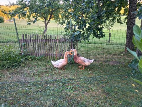 Enten, Sachsenenten