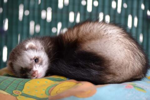 Suche Frettchen
