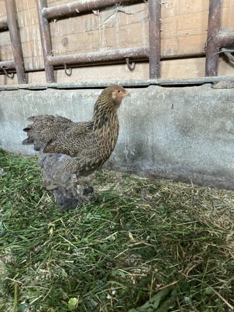 Brahma-Hennen