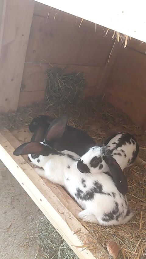 Hasen