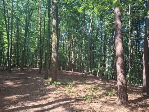 Wald