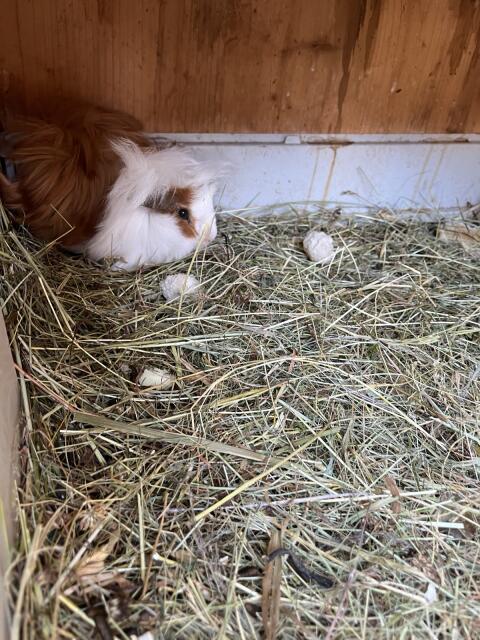 Meerschweinchen