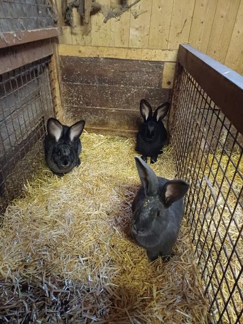 Belgische Riesen Hasenbabys zu verkaufen