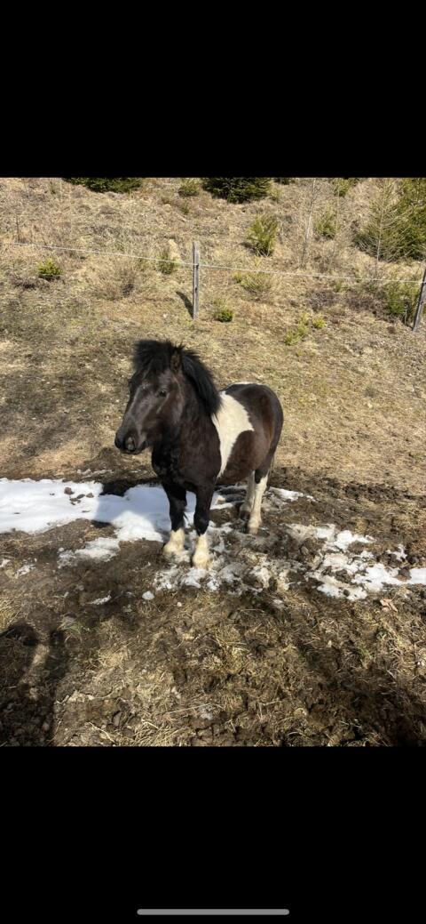 Pony-Hengst