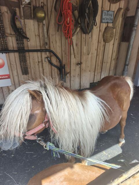 Mini-Ponys