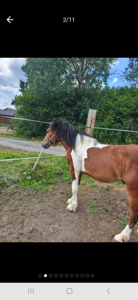 Pony-Wallache