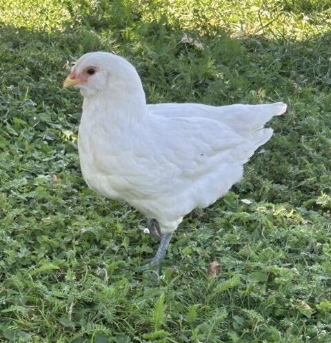 Reinrassiger Ameraucana-Hahn