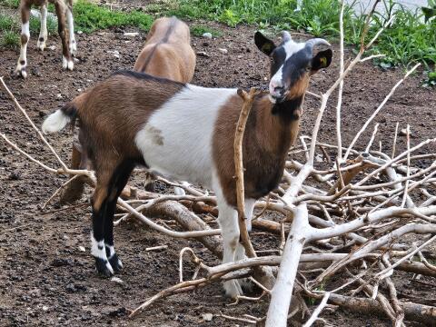 Ziegenkitze 7 Stk. weiblich, Steirische Scheckenziege