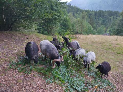 Grau gehörnte Heidschnucke