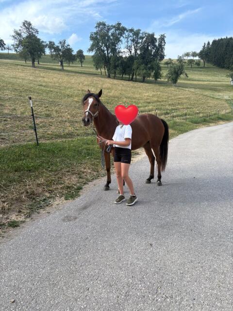 Österreichisches Reitpony