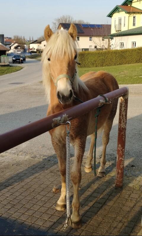 Haflinger Stutjährling