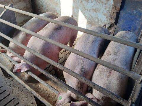 Edel x Duroc Jungsauen