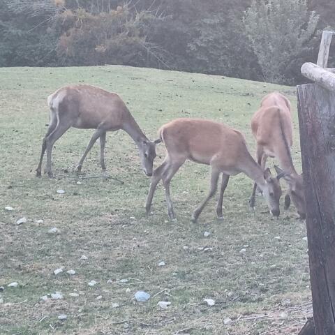 Rotwild, Rothirsch, Zuchtwild