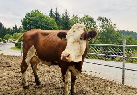 Bio-Milchkuh