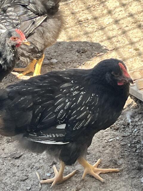 Barnevelder Junghähne