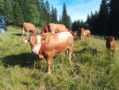 Sprungstier