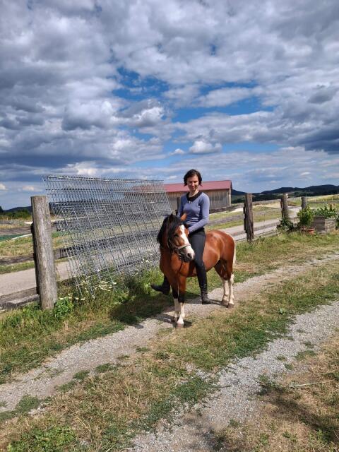 Pony-Wallache