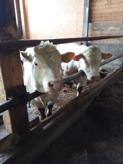 Bio-Charolais-Sprungstiere