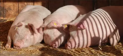 Schlachtschweine