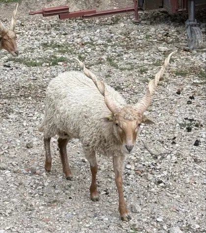 Zackelschaf-Widder