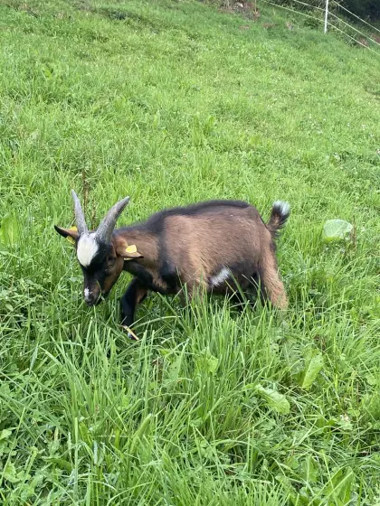 Kitzbock
