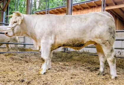 Charolais-Zuchtkalbin zu verkaufen