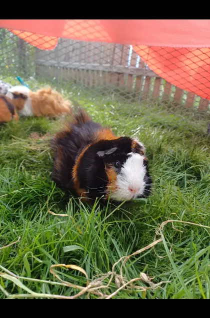 Kastriertes Meerschweinchen-Männchen zu verkaufen
