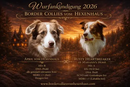 Border Collie Welpen