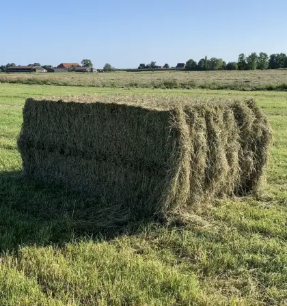 Heuballen gesucht