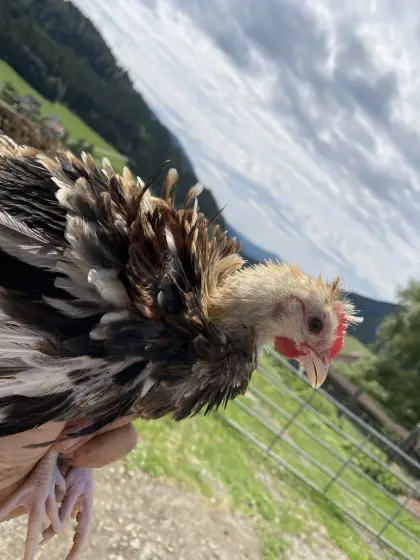 Strupphähn