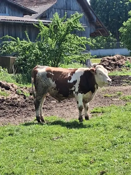 Stier
